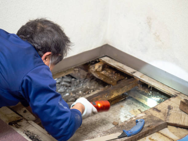 Best Certified Mold Removal  in , CO