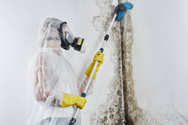 Best Commercial Mold Removal  in , CO
