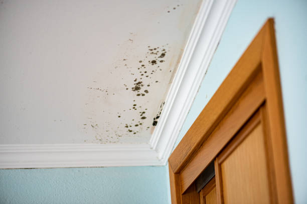 Best Mold Testing  in , CO