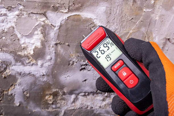 Best Black Mold Removal  in , CO