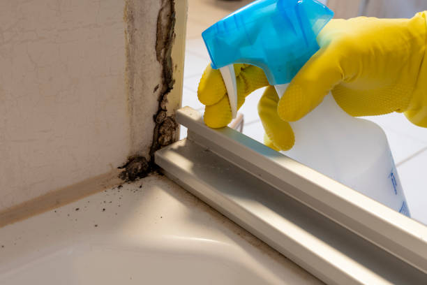 Best Attic Mold Removal  in , CO