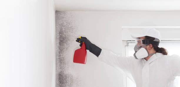 Best Residential Mold Removal  in , CO