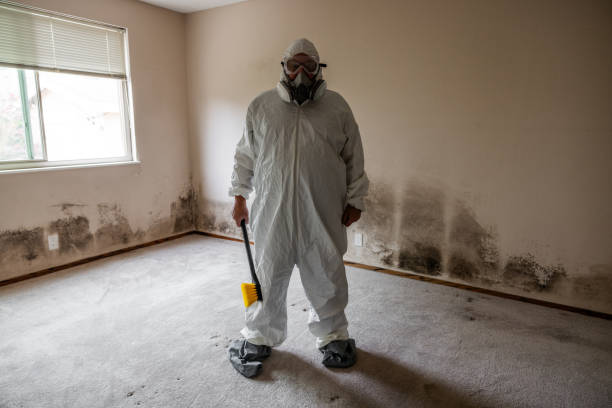 Best Attic Mold Removal  in , CO
